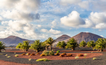 Palmen stehen auf schwarzem Vulkangestein vor sanften Vulkanhügeln unter wolkigem Himmel.