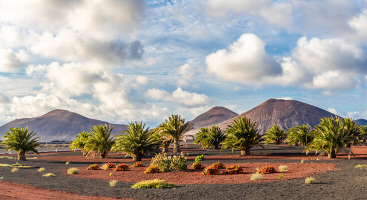 Palmen stehen auf schwarzem Vulkangestein vor sanften Vulkanhügeln unter wolkigem Himmel.
