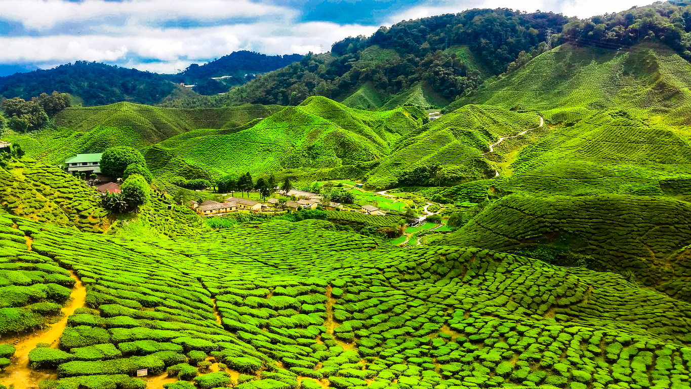 Blick über sattgrüne, terrassierte Teeplantagen mit Wegen und kleinen Gebäuden in den Cameron Highlands in Malaysia.