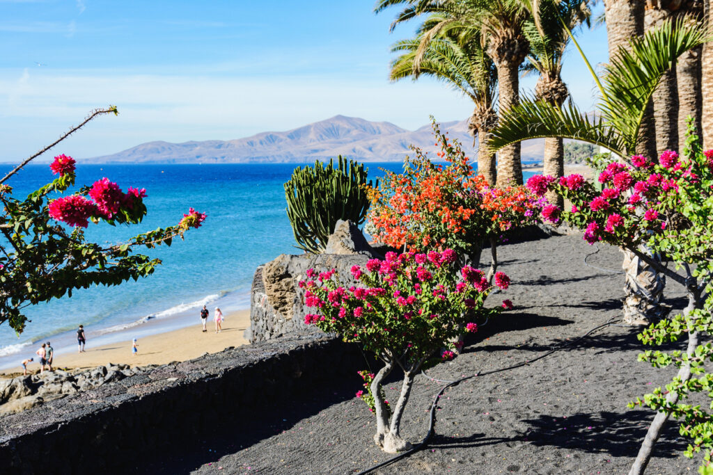 Bougainvillea und Palmen wachsen auf dunkler Erde über einer Bucht, unten laufen Menschen am Strand.