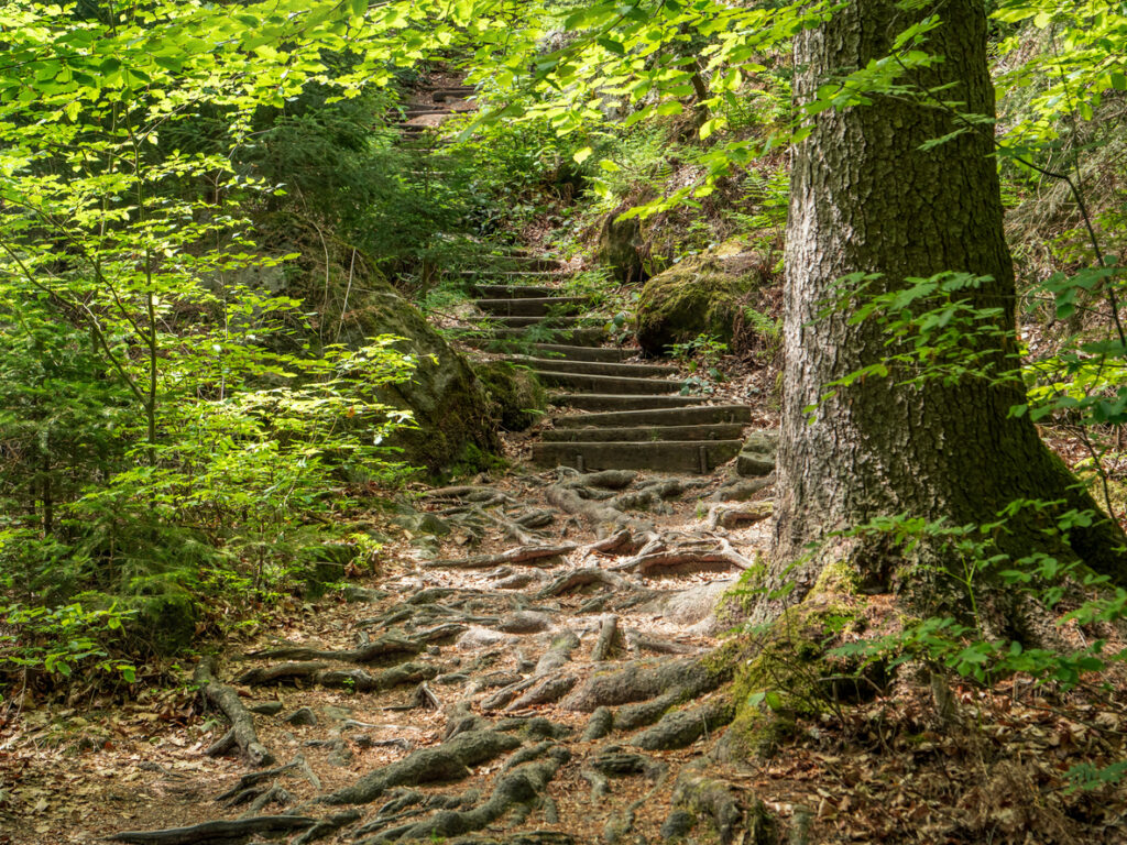 Naturpfad mit Wurzeln und Stufen im Wald der Sächsischen Schweiz.