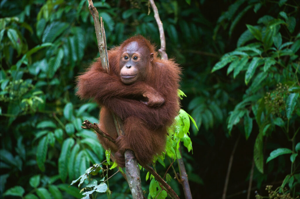 Ein Orang-Utan-Baby sitzt im Regenwald und hält sich an einem Ast fest auf Borneo.