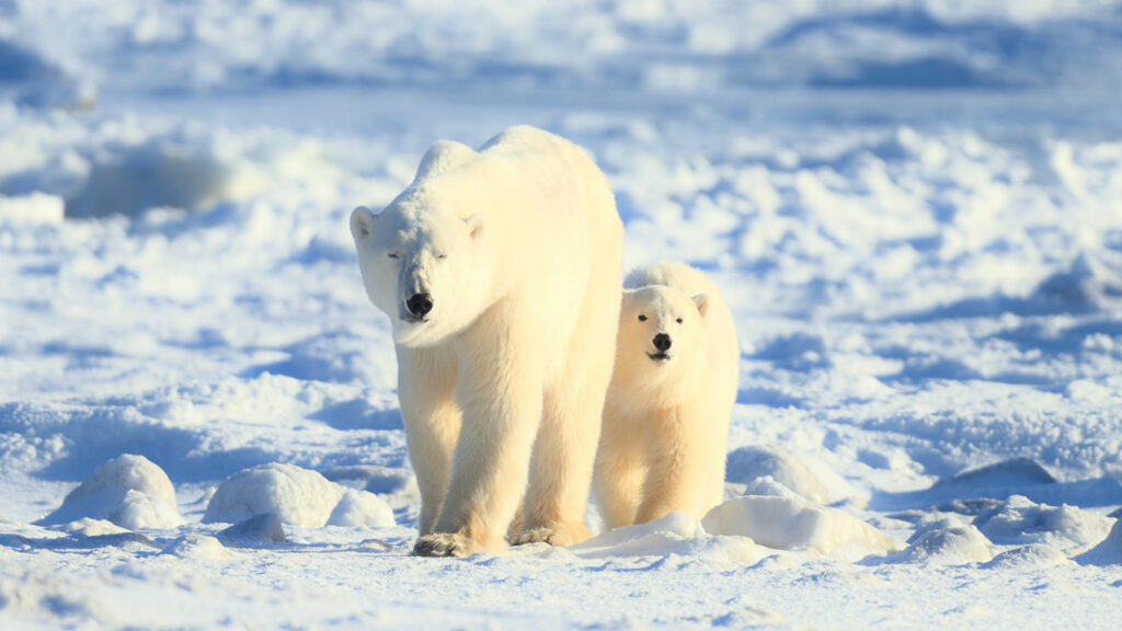 Ein großer Eisbär und ein Jungtier laufen über eine weite Schneelandschaft.