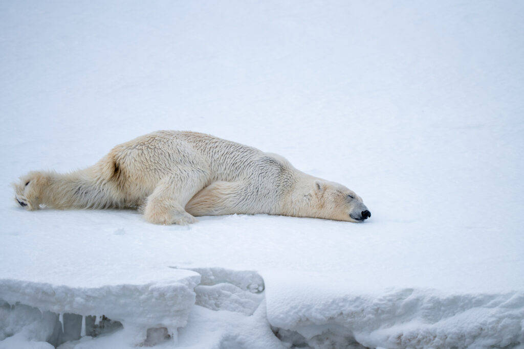 Ein Eisbär liegt ausgestreckt auf einer schneebedeckten Eisfläche.