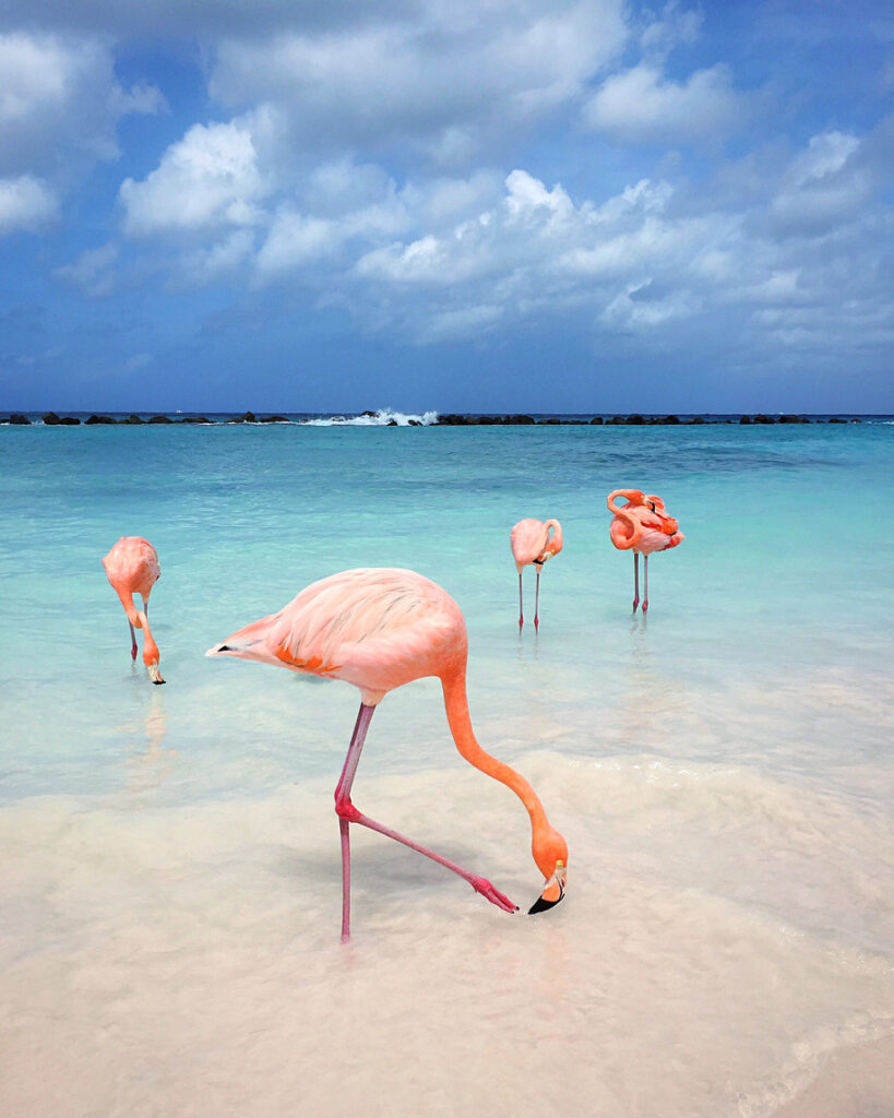 Mehrere rosa Flamingos stehen im klaren, flachen Meerwasser nahe dem Ufer von Aruba.