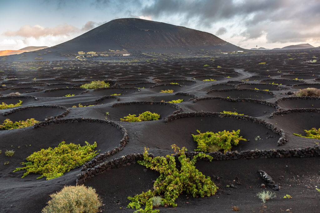 Schwarze Vulkanlandschaft mit runden Steinmulden und grünen Reben vor einem dunklen Vulkankegel.