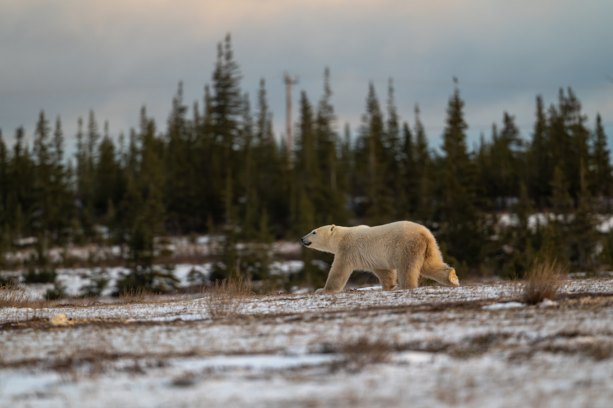 Ein Eisbär läuft über einen braun-weißen Boden mit Nadelbäumen im Hintergrund.