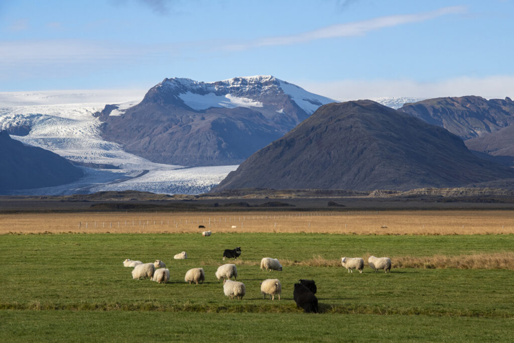 Eine Herde Islandschafe steht auf einer grünen Wiese in Island, dahinter liegen Berge und ein breiter Gletscher.