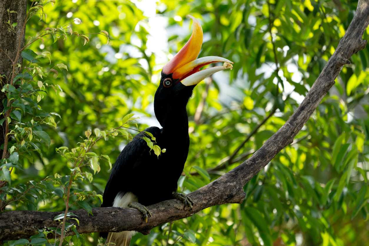Ein schwarzer Nashornvogel mit großem orangefarbenem Schnabel sitzt auf einem Ast im grünen Regenwald auf Borneo.