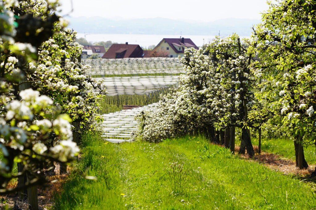 Eine grüne Obstwiese mit blühenden Bäumen führt zu Häusern und einem See im Hintergrund.