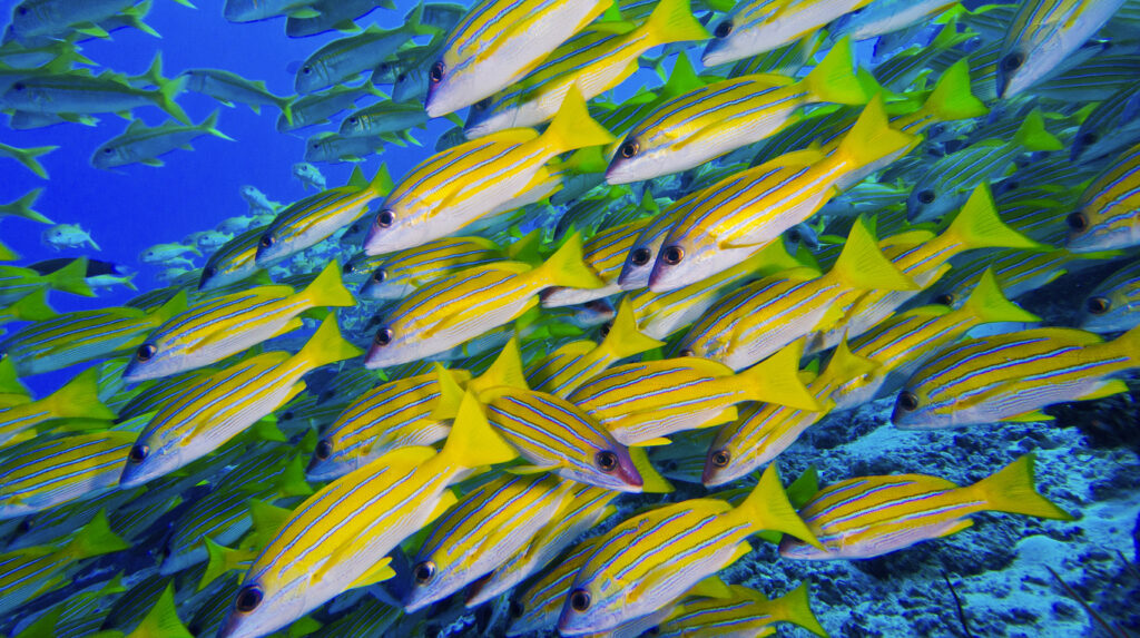 Ein dichter Schwarm gelb gestreifter Rifffische schwimmt durch klares, blaues Wasser.