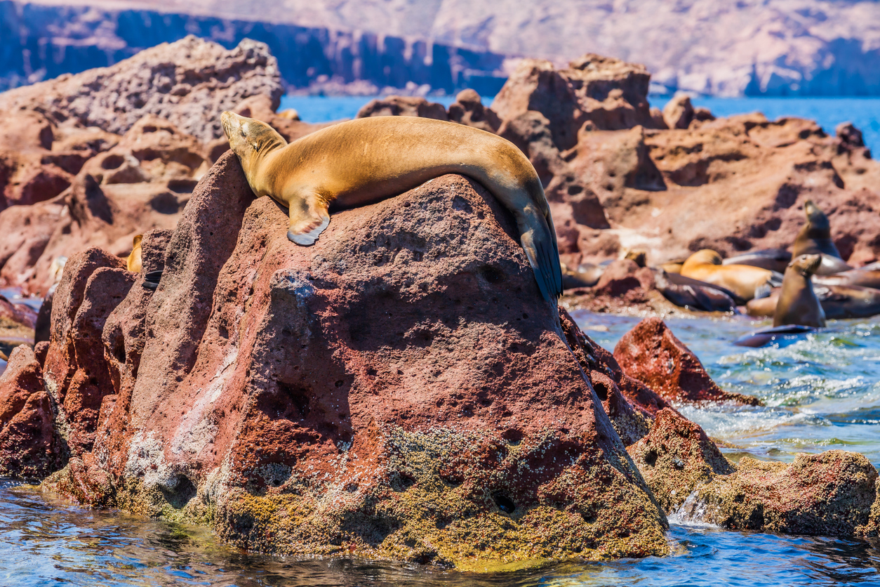 Ein Seelöwe liegt auf einem Felsen am Meer vor der Insel Espíritu Santo.
