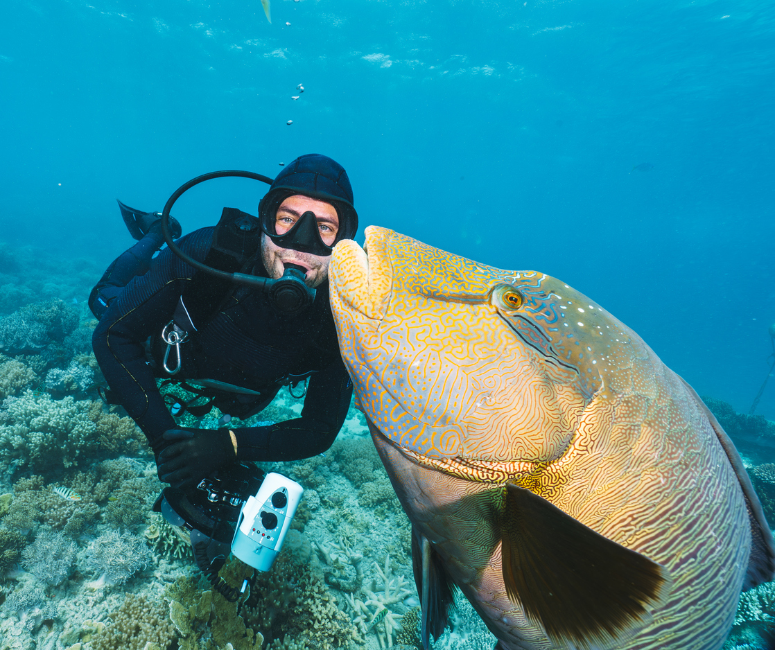 Große Fischgruppe zieht unter der Wasseroberfläche, während mehrere Taucher im Hintergrund treiben.