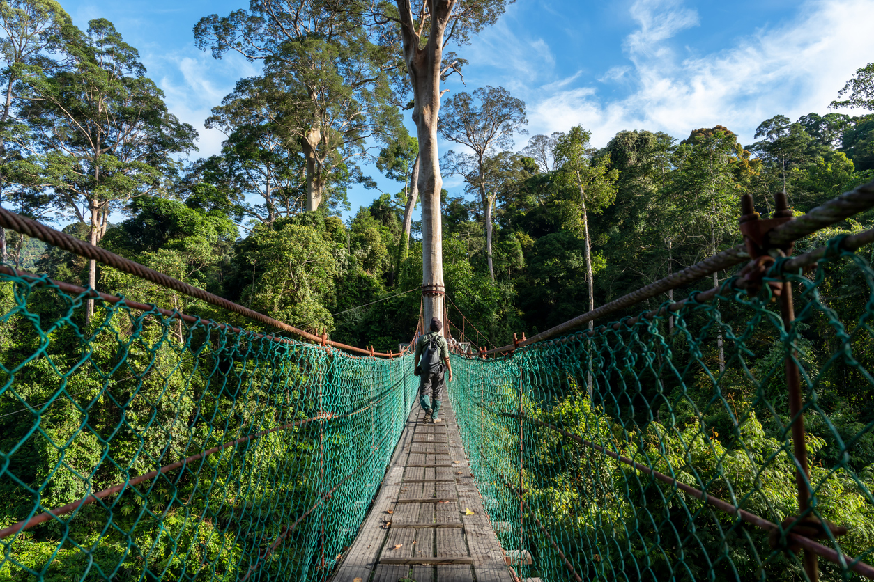 Eine Person läuft über eine schmale Hängebrücke durch üppigen Dschungel auf Borneo.