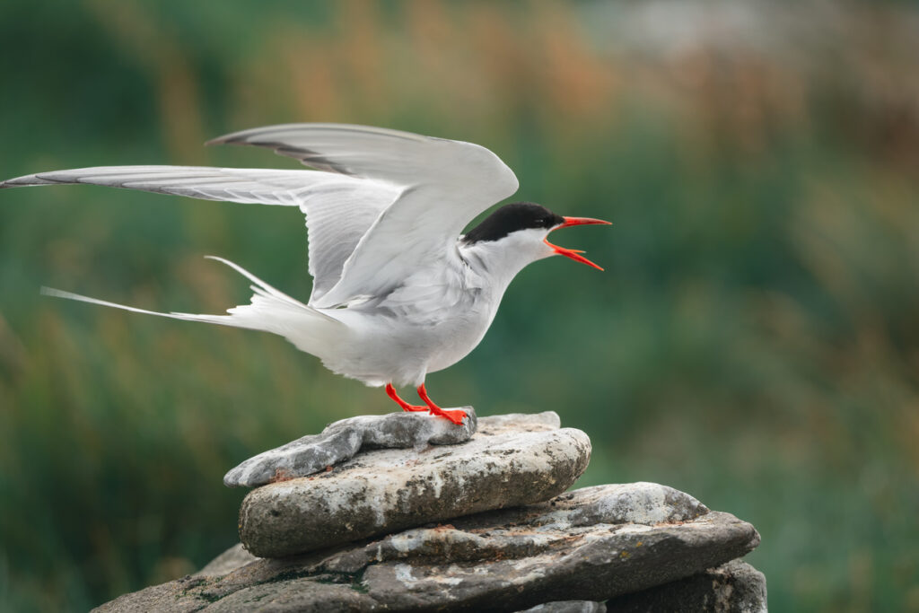 Mehrere Robben liegen in Island auf dunklen Felsen im flachen Wasser nahe der Küste.