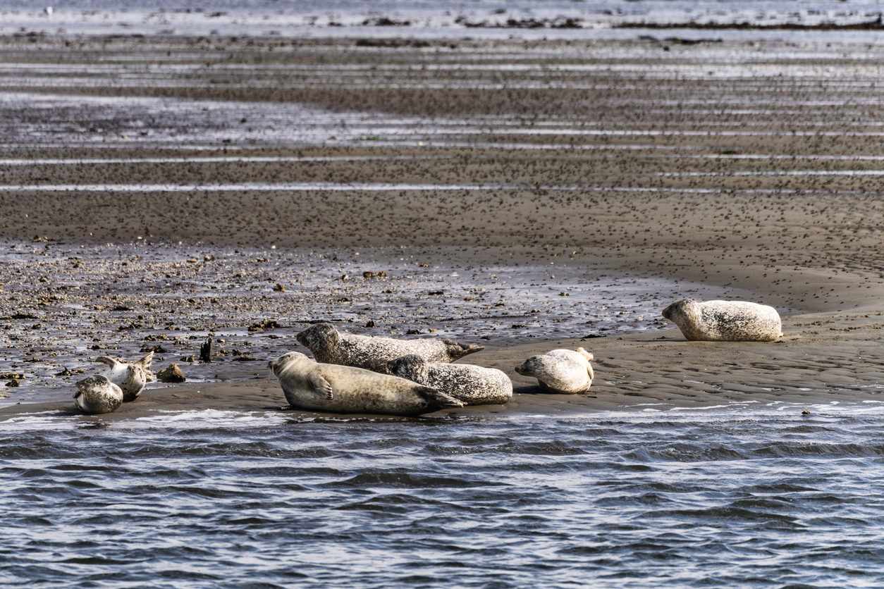 Mehrere Robben liegen bei Ebbe auf einer Sandbank, während im Vordergrund das Meer glitzert.
