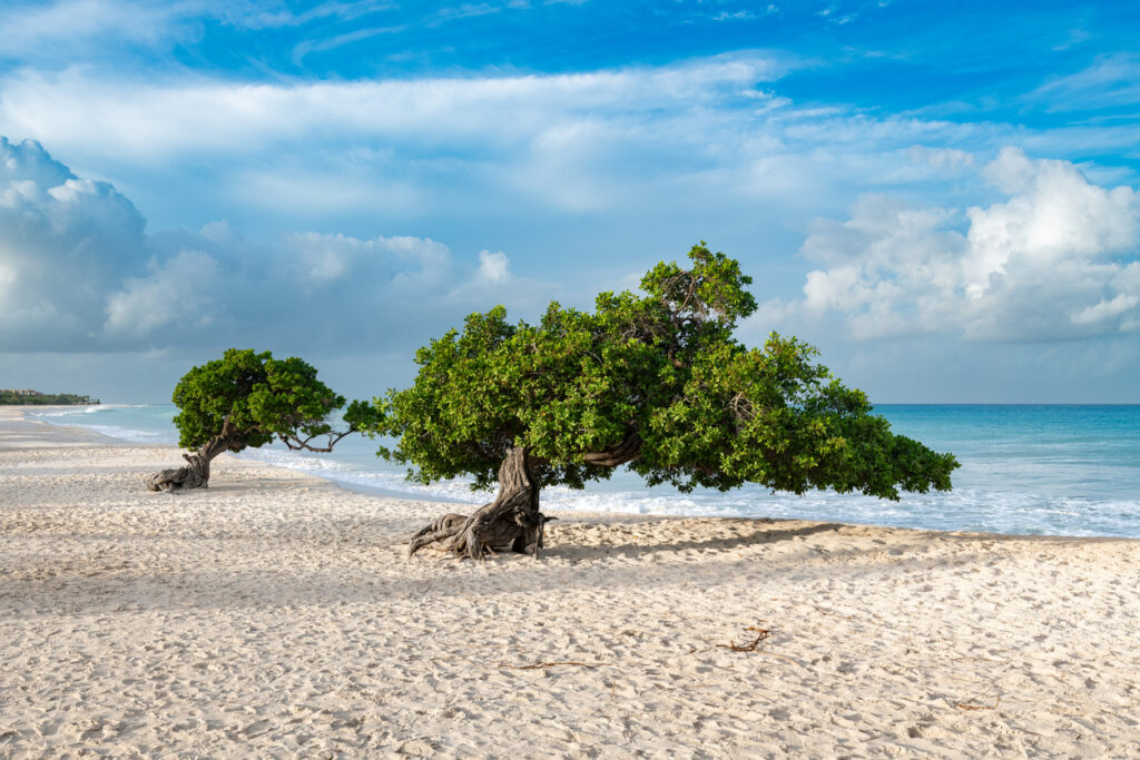 Zwei schräg gewachsene Divi Divi Bäume stehen im Sand vor dem Meer unter weitem Himmel auf Aruba.