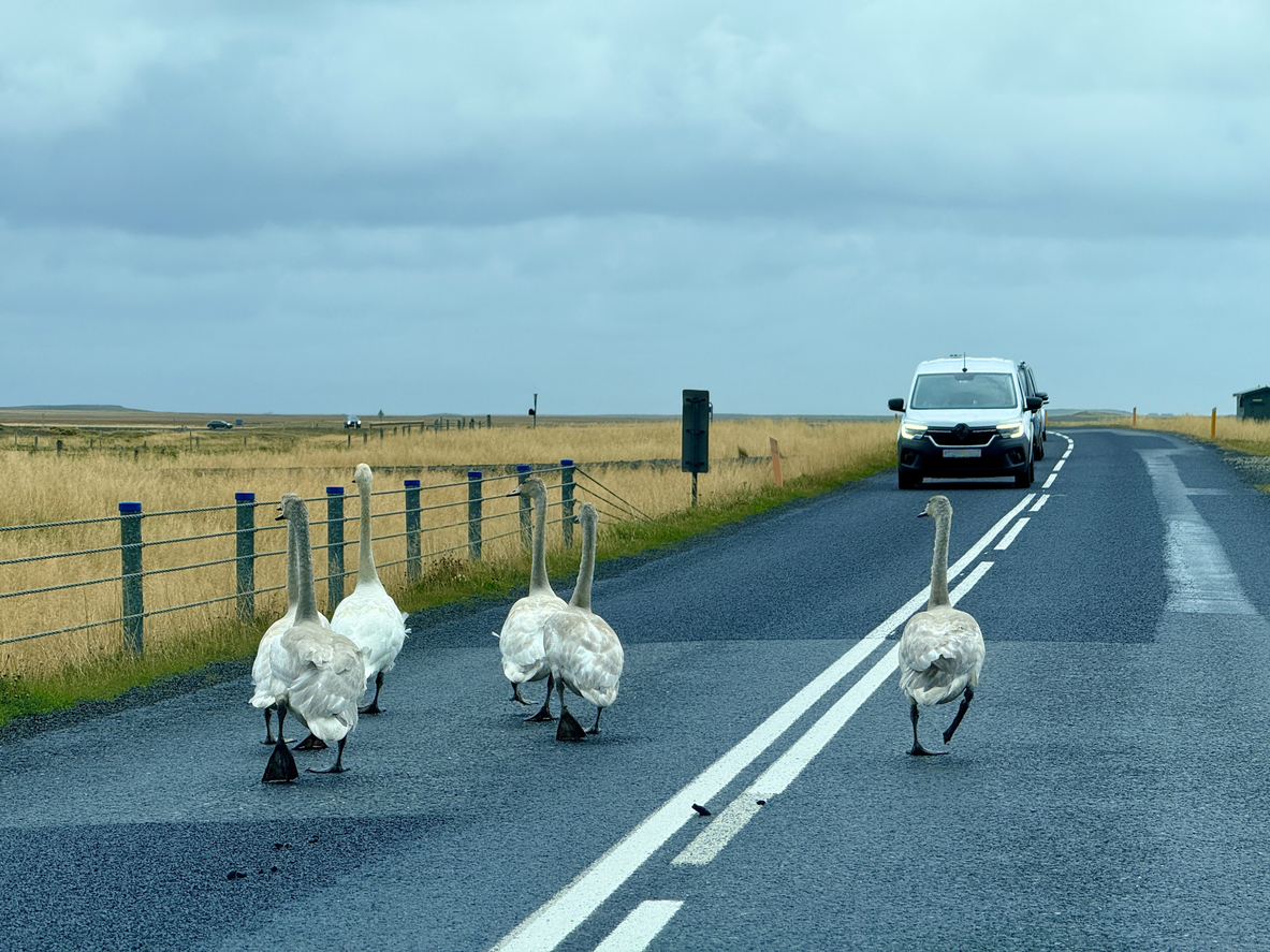 Mehrere Schwäne laufen in Island über eine Landstraße, während ein Auto langsam heranfährt.