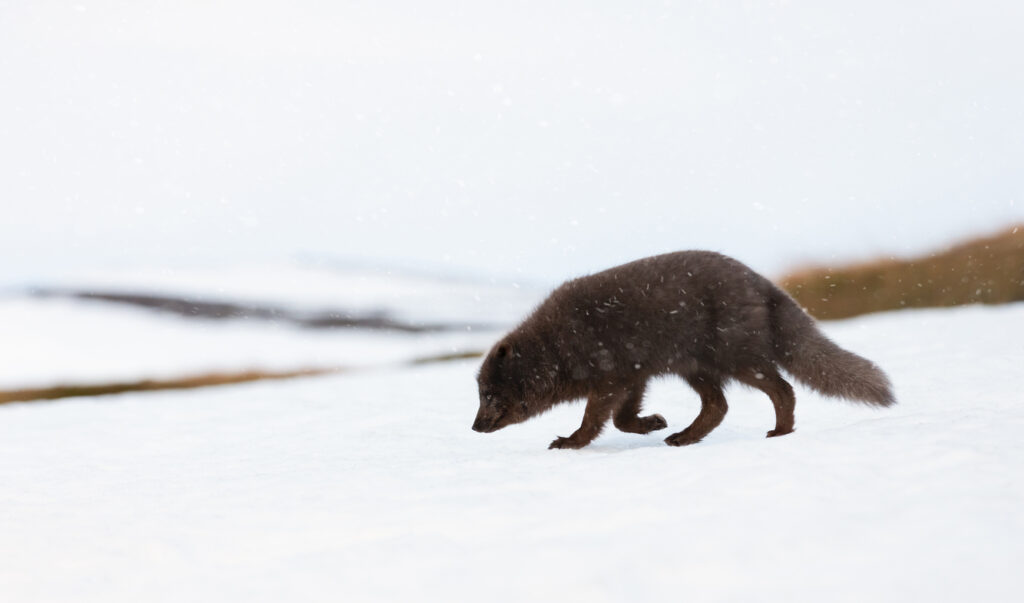 Ein Polarfuchs läuft in Island durch eine weite, verschneite Landschaft bei leichtem Schneefall.