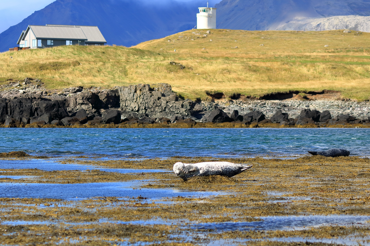 Eine Robbe liegt in Island auf einem von Algen bedeckten Strand, im Hintergrund stehen Küstenhaus und Leuchtturm.