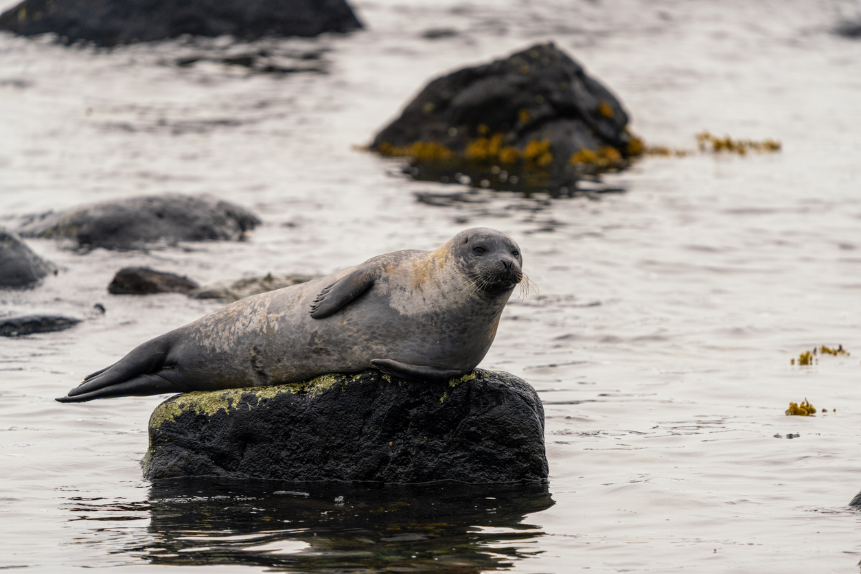 Eine Robbe liegt in Island auf einem dunklen Felsen im Wasser, umgeben von weiteren Steinen.