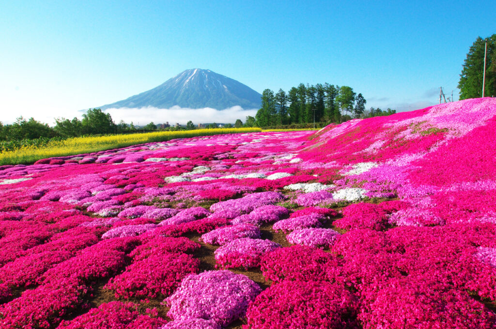 Leuchtend pinke Blütenfelder erstrecken sich bis zum Horizont, dahinter ragt ein hoher Berg unter blauem Himmel auf.