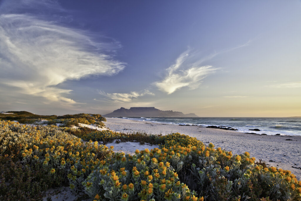 Dünenlandschaft mit gelben Blumen, Strand und ferner Tafelberg-Silhouette