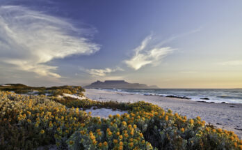 Dünenlandschaft mit gelben Blumen, Strand und ferner Tafelberg-Silhouette