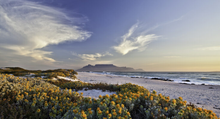 Dünenlandschaft mit gelben Blumen, Strand und ferner Tafelberg-Silhouette