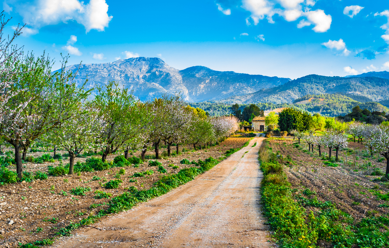 Ein Feldweg führt durch blühende Bäume und grüne Landschaft mit Bergen im Hintergrund auf Mallorca.