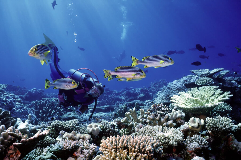 Taucherin schwebt über einem Korallenriff, während mehrere gestreifte Fische durch das Bild ziehen.