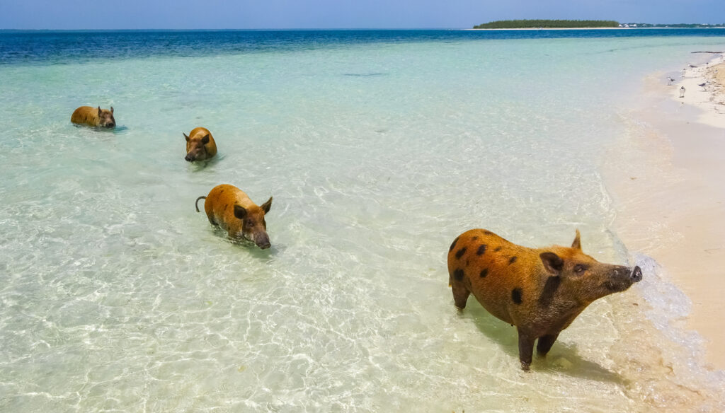 Mehrere Schweine stehen im seichten, transparenten Meerwasser nahe einem hellen Strand.
