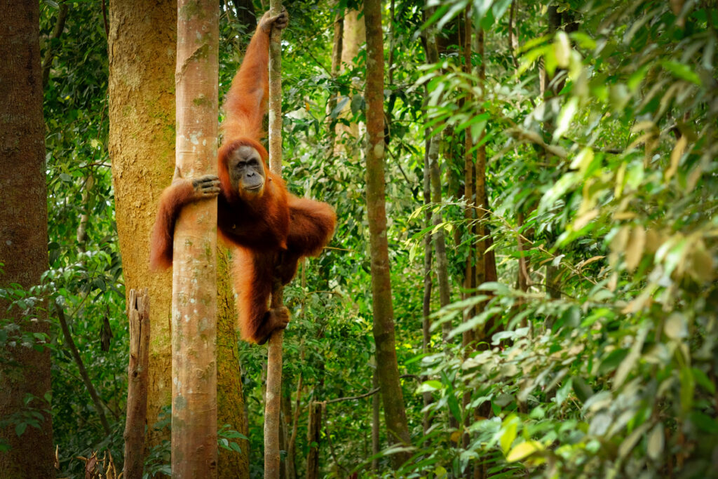 Ein rotbrauner Orang-Utan klettert an einem dünnen Baumstamm im dichten sumatranischen Dschungel.