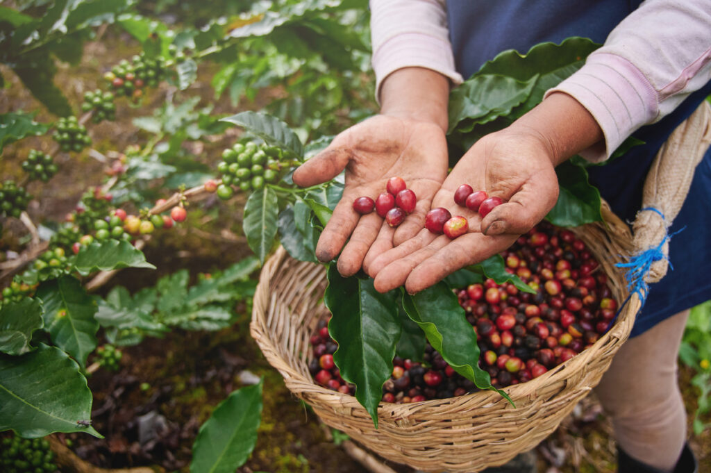 Hände halten frische Kaffeekirschen vor einem Korb auf einer Plantage in Nicaragua.