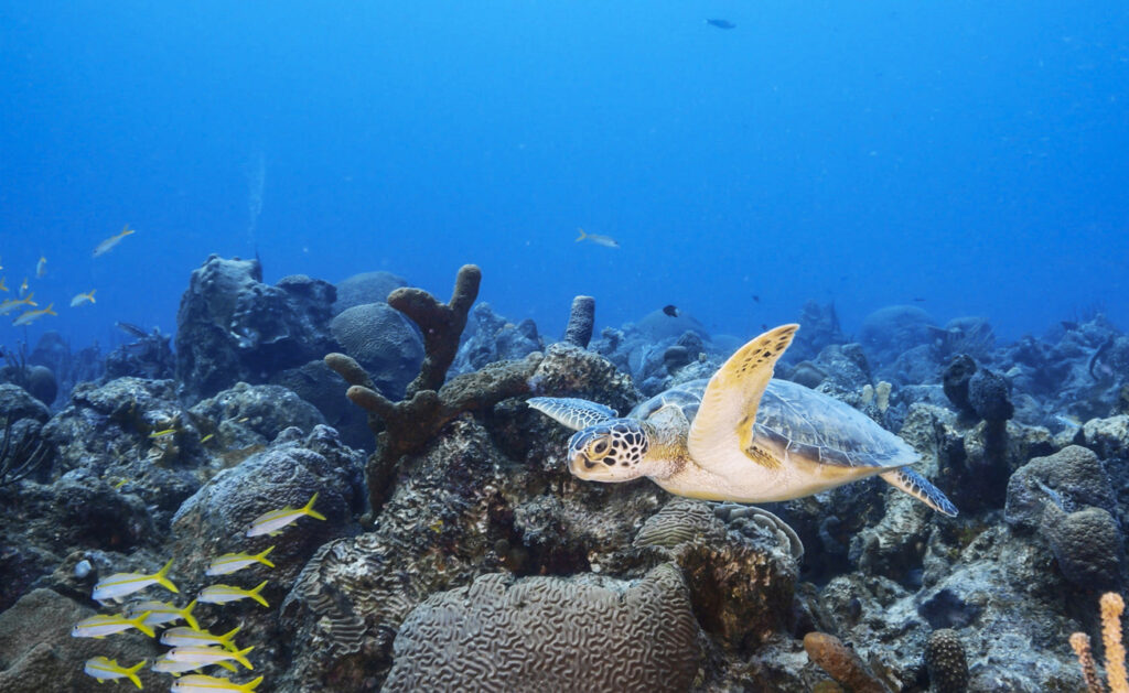 Eine Meeresschildkröte schwimmt über Korallen, während kleine Fische im blauen Wasser zu sehen sind.