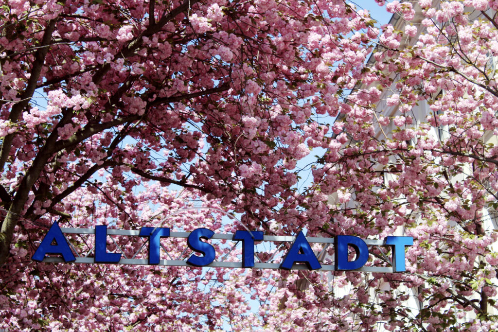 Ein blaues Schild mit der Aufschrift „ALTSTADT“ hängt unter einem dichten Dach aus rosa Kirschblüten vor einer hellen Hausfassade.