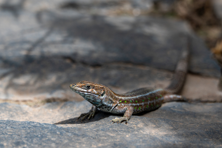 Eine kleine, braun-gemusterte Eidechse mit leuchtend grünen Punkten an den Flanken sitzt auf einem dunklen Vulkanstein.
