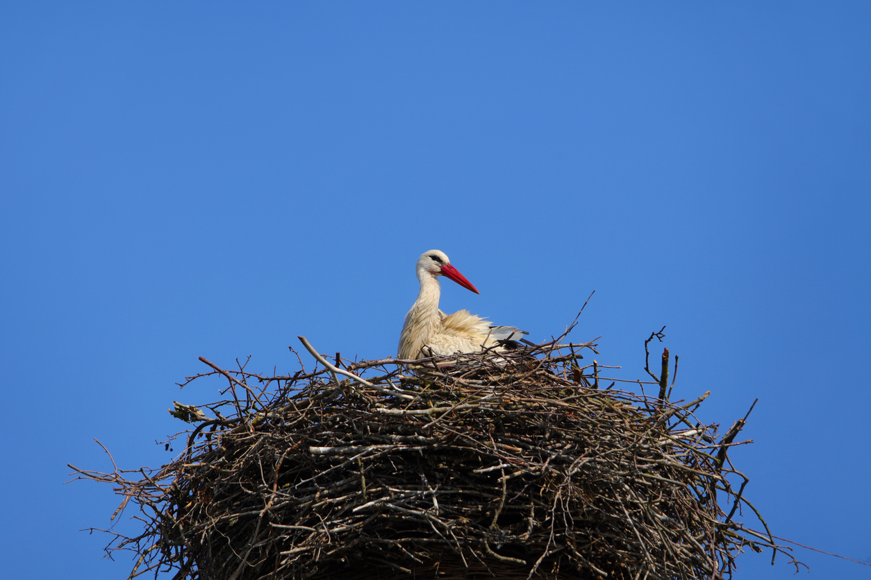 Weißstorch sitzt auf einem großen Nest vor blauem Himmel.