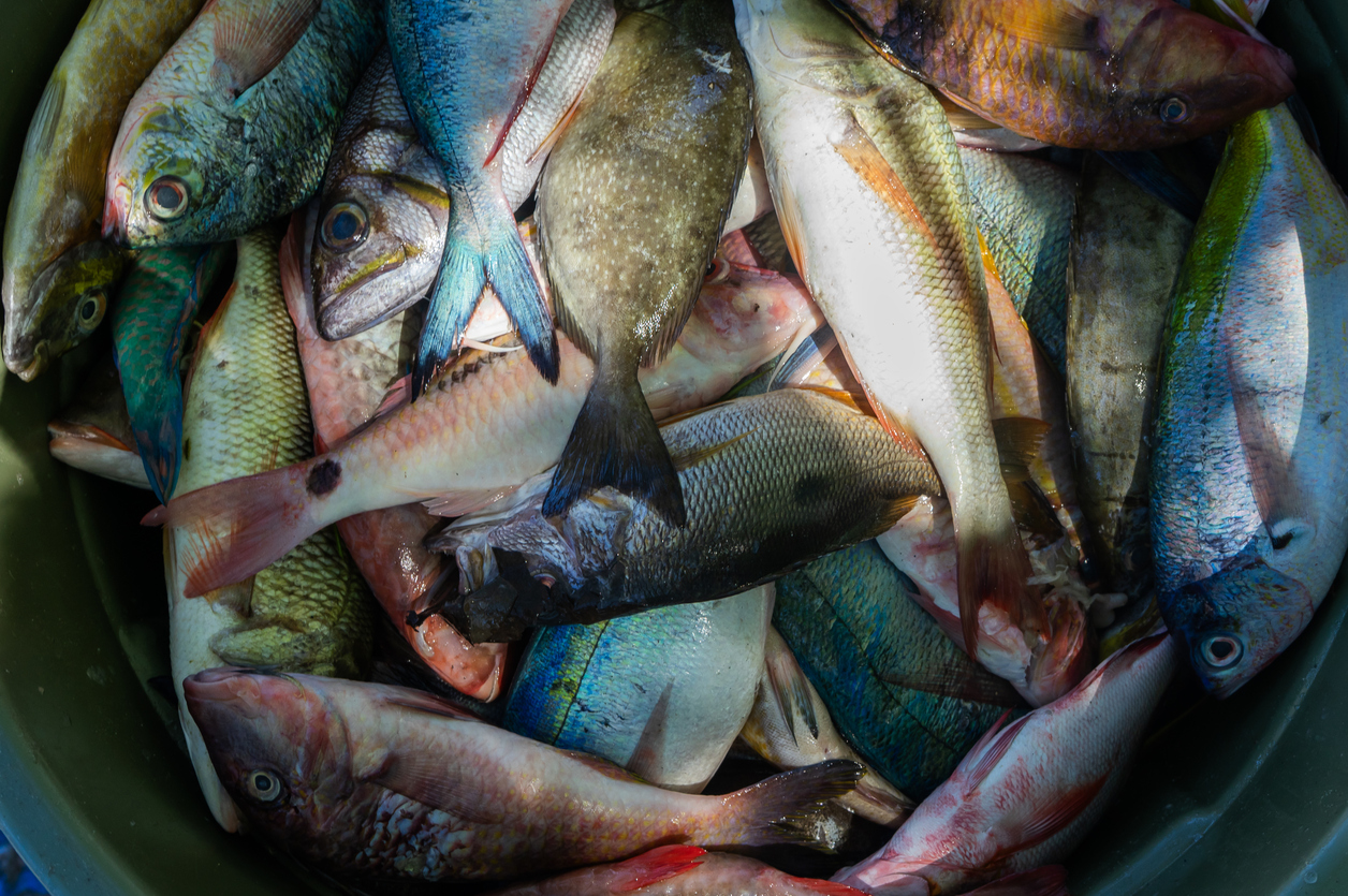 Verschiedene bunte Fische liegen dicht an dicht in einem grünen Eimer.