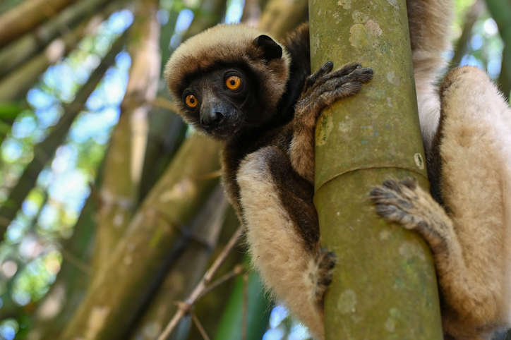 Ein Lemur mit weiß-braunem Fell und leuchtend gelben Augen klammert sich an einen dicken grünen Bambusstamm.