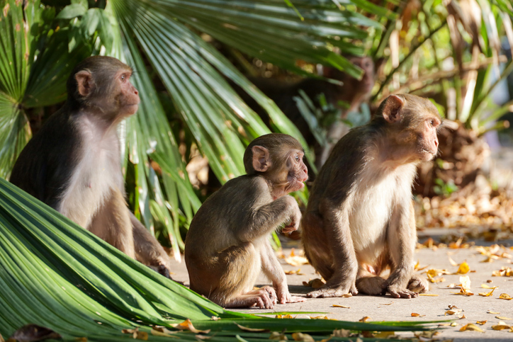 Drei kleine, hellbraune Makaken-Affen sitzen aufmerksam nebeneinander auf einem gepflasterten Pfad vor großen Palmenblättern.